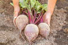 75 Giant Red BEET Mangelwurzel Mangel Mangold Wurzel Mammoth Long Beta Seeds