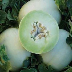 Green Honeydew Melon Seeds | Heirloom / Non-GMO | Free Shipping | 1052