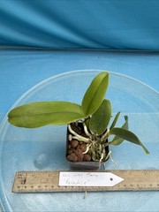 Cattleya Solar Flare ‘Paradise’ White Yellow Flare NBS Orchid Hybrid 2.5” Pot