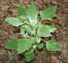 Chenopodium album, Organic Lamb’s Quarters, Goosefoot – 100 to 1000