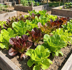 Landscaper’s Pack Lettuce CHERYL’S HEAT TOLERANT MIX Heatwave Garden 3000 Seeds!