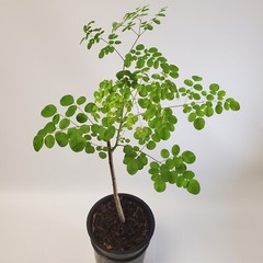 Moringa Oleifera Tree of Life Live Plant 3ft+- Save 6 Months of Growing Time