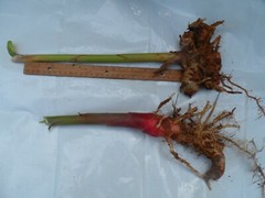 2 White Hedychium Coronarium Rhizomes, Butterfly Ginger Plants, Free shipping!