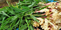 0.5- 7 Ibs – Fresh Ginger Root Organic USDA Certified