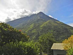 Coffee Beans : Guatemalan Antigua Peaberry Medium Roasted 2 Bags 1 Pound Each.