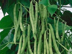 Green Bean Seeds, Blue Lake Bush 274, NON-GMO, Variety Packets Sold, FREE SHIP
