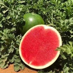 20+ Watermelon Seedss (Citrullus lanatus) Bundling 4 Cultivar Garden Package