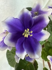 African Violet Plant Humako Inches Starter
