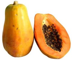 Papaya (Maradol) Seeds (15) / ORGANIC / FLORIDA GROWN / TROPICAL FRUIT