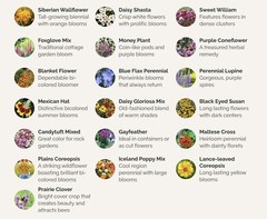 Wildflower Mix ALL PERENNIAL Heirloom Pollinator Garden USA Non-GMO 500+ Seeds!