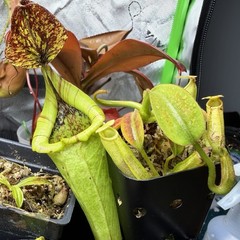 Nepenthes Maxima Wavy – Seed Grown Genetically Unique Easy Care Big Pitchers