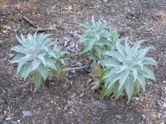 Salvia apiana | White Sage | White Sacred Sage | Bee Sage | 100 Seeds