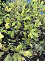 Lot of 2 SUN SUGAR YELLOW GOLDEN TOMATO LIVE PLANTS 6 to 10 inches 60+ Days Old