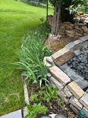 3 Bearded Iris “Poshy Purple” White Yellow Root Rhizome Bulb Live Plant Flower