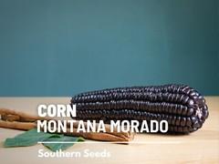 Corn, Morado Montana Maize – 25 Seeds – Heirloom Vegetable (Zea mays)