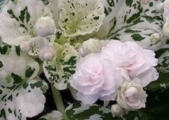 2 African Violet Leaves ~ *WATERMELON SNOW * ~