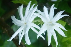 BELLE OF INDIA JASMINE~~Jasminum Sambac Double~Starter Plant~ Intensely Fragrant