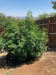 Mankinds organic cannasoil fertilizer amendment bags 6lbs. Mixes 200 gal of soil
