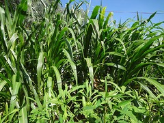 TEOSINTE Nitrogen-Fixing Corn Ancestor (Zea mays ssp. mex./parviglumis) SEEDS