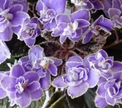 2 African Violet Leaves ~ *SANSOUCY COCO * ~