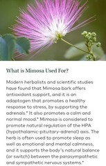 Dried Silk Mimosa Tree Fragarant Pink Flowers Tea Tincture Albizia Julibrissin