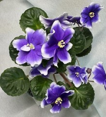 African Violet Plant Humako Inches Starter