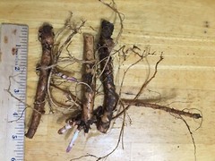 Start Next Year’s Crop Today. 3 Organic Cascade Hop Rhizomes, $22.00