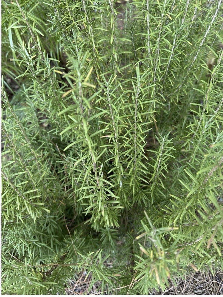 Fresh Rosemary Stems, Fresh Cut, 12 Pack 5-9” No Pesticides Organically Grown