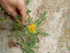 10 Fresh Wild Dandelion (Taraxacum officinale) Plant Tubers