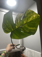 Monstera Aurea Variegated Rooted Cutting FREE SHIPPING USA seller