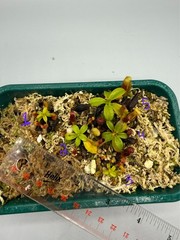 Nepenthes Harryana Specimens Sg (READ DESCRIPTION)
