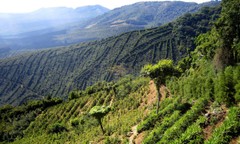 100% Hawaiian / Kona Peaberry Coffee Beans Dark Roasted 6 Pounds
