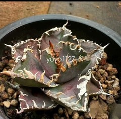 1PCS Agave Titanota ‘King Kong’ RareAgave Succulent Plant 6-8cm