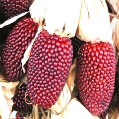 Strawberry Popcorn Corn Seeds | Non-GMO | Free Shipping | Seed Store | 1113