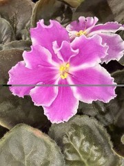 African Violet Plant RS Queen Olga Starter Plant Standard