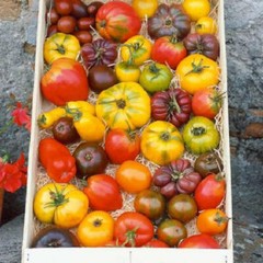 Tomato Mix HEIRLOOM Open Pollinated Bright Flavorful Colorful Non-GMO 100 Seeds!