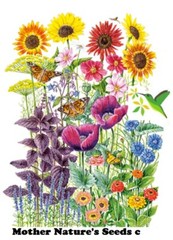 Salvia MEADOW SAGE Blue Purple Attracts Bees Hummingbirds Perennial 200+ Seeds!