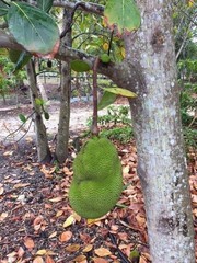 1 YEAR OLD GRAFTED BLACK GOLD JACKFRUIT TREE (A. HETEROPHYLLUS)