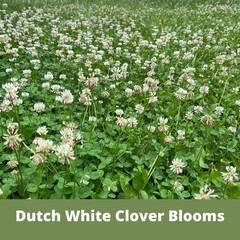 Dutch White Clover Seed, Organic Coated, Eco-Friendly, Low Maintenance