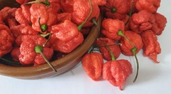 20 SEEDS OF CAROLINA REAPER EXTREMELY SPICY PEPPER 100% GUARANTEED