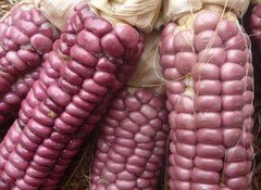 50 “Maize Rojo” Red dent Corn seeds Mexican heirloom non-GMO maiz Zea mays