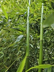 Madake Bamboo Rhizomes 1–12 Pack (Phyllostachys bambusoides) • Fast-Growing