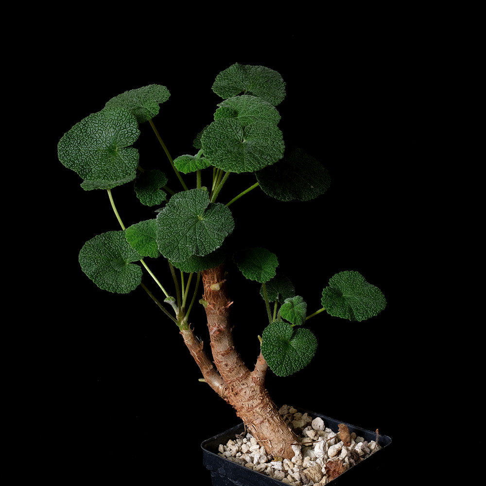 Pelargonium cotyledonis – 3.25″ pot – Caudiciform