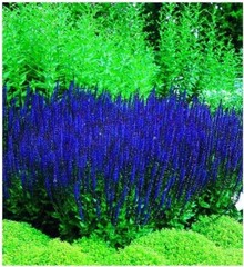 50 Blue Queen Salvia Seeds for Planting Butterfly, Hummingbird, and Bee Friendly