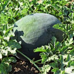 Sugar Baby Watermelon Seeds, NON-GMO, Icebox Watermelon, Compact, FREE SHIPPING