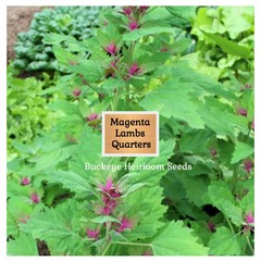 Lambs Quarter Seeds | Super Food | Magenta Spreen | AKA Goosefoot | Will Re-seed