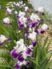 6 – MIXED white /purple COLORS BEARDED IRIS Bulbs/Rhizomes FRESH – Perennial