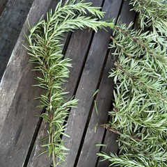 Organic Fresh Rosemary