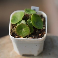 1CM Succulent Plant Crassula Umbella Wine Cup Crassulaceae Home Garden Beautiful
