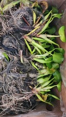 Florida Water Hyacinth Tropical Aquatic Floating Pond Plant